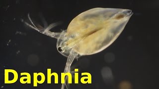 Daphnia [upl. by Pressman144]