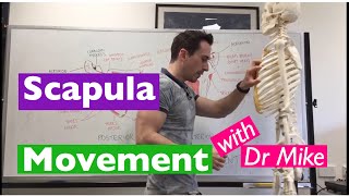 Scapula Movement  Functional Anatomy [upl. by Nylsor]