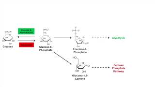 Glycogen Synthesis Glycogenesis Pathway [upl. by Anamor]