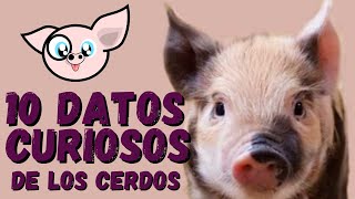 LOS CERDOS 🐷 10 DATOS CURIOSOS de los CERDOS 🐽 CURIOSIDADES de los CERDOS [upl. by Valenba]