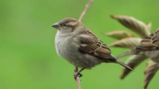 le moineau domestique  notre belle Nature [upl. by Janna553]