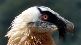 Quebrantahuesos Gypaetus barbatus Bearded Vulture [upl. by Jay871]