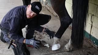 Treating a Hoof Abscess [upl. by Sillad]