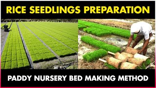 How to prepare RICE SEEDLINGS for Transplantation  Paddy  Rice Nursery Bed Preparation [upl. by Lednek]