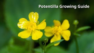 Potentilla Growing Guide by GardenersHQ [upl. by Yusuk879]