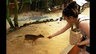 Lesser mousedeer  worlds smallest Deer [upl. by Kacey]