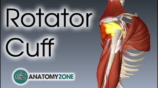 Rotator Cuff  3D Anatomy Tutorial [upl. by Galvin]