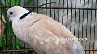 Ring necked Dove Call  Bird Sounds [upl. by Amalia479]