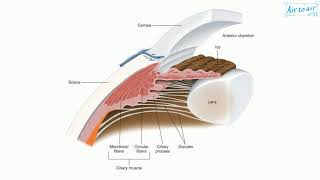 ciliary body [upl. by Meesak3]