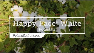 30 Seconds with Happy Face® White Potentilla [upl. by Whallon]