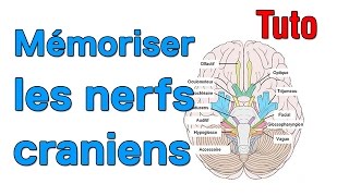 Mémoriser les nerfs craniens [upl. by Emiatej]