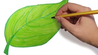 COMO DIBUJAR HOJAS DE ARBOLES PASO A PASO Dibujos faciles para niños a color [upl. by An]