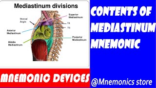 The contents of mediastinums and their mnemonics [upl. by Neuburger904]