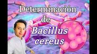 Determinación de Bacillus cereus en alimentos [upl. by Sheets997]