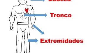 el cuerpo humano para niños cabeza tronco y extremidades [upl. by Cinderella]