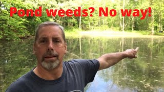 Treating pond weeds with chemicals [upl. by Yahc297]