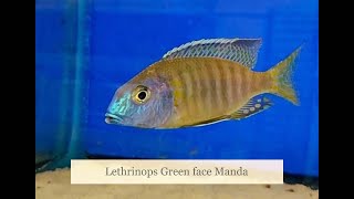 Lethrinops Green face Manda [upl. by Floridia]