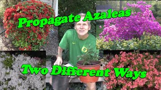 Learn how to Propagate Azaleas [upl. by Tirma]