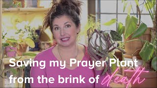 How to Save and Revive a Dying Houseplant Saving My Prayer Plant from the Brink of Death [upl. by Inoj]