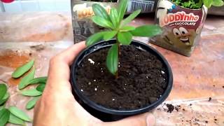 How to Grow Azaleas From Cuttings [upl. by Aylsworth116]