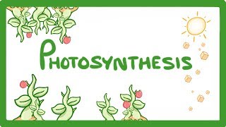 GCSE Biology  Photosynthesis 48 [upl. by Ilarrold]