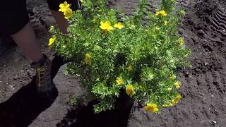 TreeTipTuesday  Potentilla fruticosa Goldfinger [upl. by Ecital]