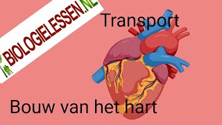 Bouw van het hart en de bloedsomloop deel1 [upl. by Hamish]