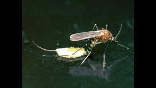 How do mosquitoes reproduce  Just Earth [upl. by Anilem]