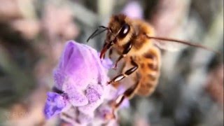 How bees turn nectar into honey [upl. by Nauqat640]