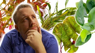 Top 5 Aquarium Plants to TRANSFORM Your Fish Tank​ [upl. by Velleman]