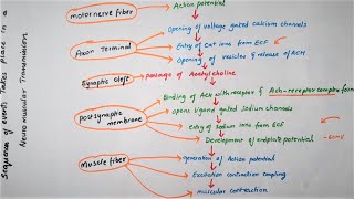 Easy Flowchart Of Neuromuscular TransmissionPhysiology [upl. by Niryt863]