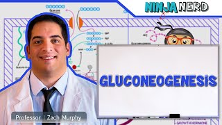 Metabolism  Gluconeogenesis [upl. by Yelserp]