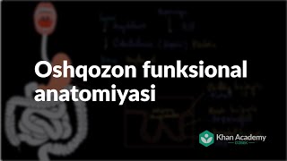 Oshqozon funksional anatomiyasi  Ovqat hazm qilish tizimi  Tibbiyot [upl. by Marela758]