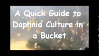 How to culture daphnia outside [upl. by Lienahs659]