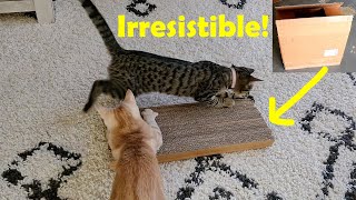 DIY Cat Scratch Board from Cardboards that cats LOVE [upl. by Mouldon183]