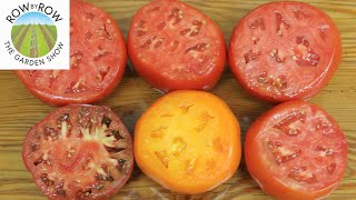 WHICH VARIETY WINS THE TOMATO TASTE TEST [upl. by Kester]