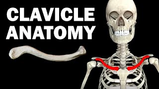 ANATOMY OF THE CLAVICLE COLLARBONE [upl. by Adelia]