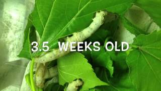 Silkworm lifecycle worm to cocoon [upl. by Akanke]