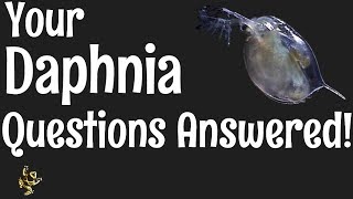 Daphnia Questions Answered [upl. by Ahsienat]