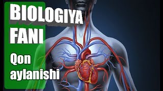 Biologiya fani 8 sinf Qon aylanishi [upl. by Akenet]