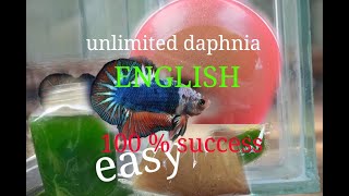 daphnia moina culture Easy way Unlimited production English  with sub Green water Chlorella [upl. by Nadabus495]