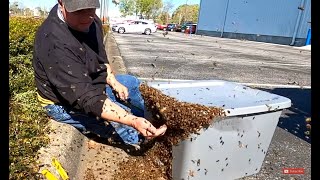 Honey Bees Swarm Local Ford Dealership [upl. by Maillil]