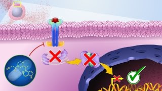 Mechanism of Action of JAK Inhibitors [upl. by Netram19]