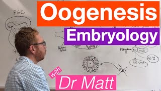 Oogenesis  Embryology [upl. by Yelsha659]