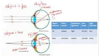 Accommodation in the eye focussing for IGCSE Biology [upl. by Mar740]