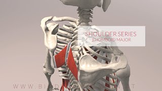 Rhomboid Major Shoulder Series Part 2 3D Animation [upl. by Ydor]