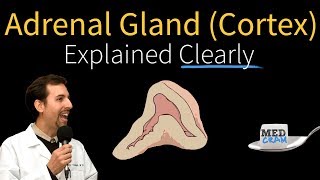 Adrenal Gland Adrenal Cortex Explained Clearly [upl. by Annirok]