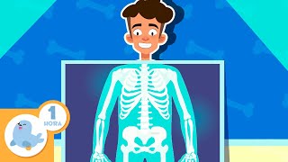 🧠🦴EL CUERPO HUMANO para niños 💖🧍🏻‍♂️ Recopilación de 1 hora [upl. by Buseck299]