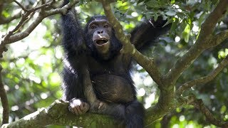 Chimps Team Up to Hunt Monkeys  BBC Earth [upl. by Noreg223]