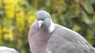 Wood Pigeon call [upl. by Giacopo]